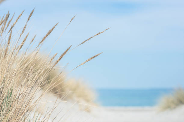дюны балтийского моря на фоне голубой береговой линии - sea grass стоковые фото и изображения