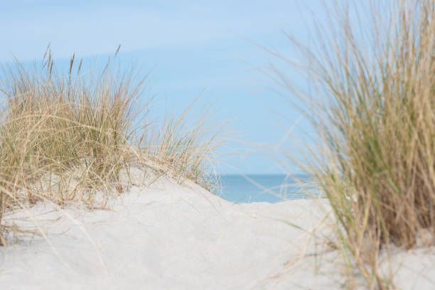 istock Baltic sea dunes over blue coastline background 1313505322