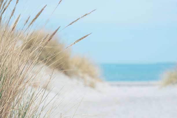 istock Baltic sea dunes over blue coastline background 1313505430
