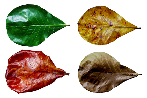 Close-up of Indian almond, Bengal almond, Tropical almond (Terminalia catappa L.)​ leaves green, yellow, red and brown color on white background​ in Cycle of leaves change seasons isolated concept.
