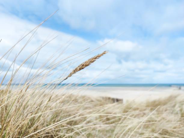 istock Baltic sea dunes over blue coastline background 1313505528