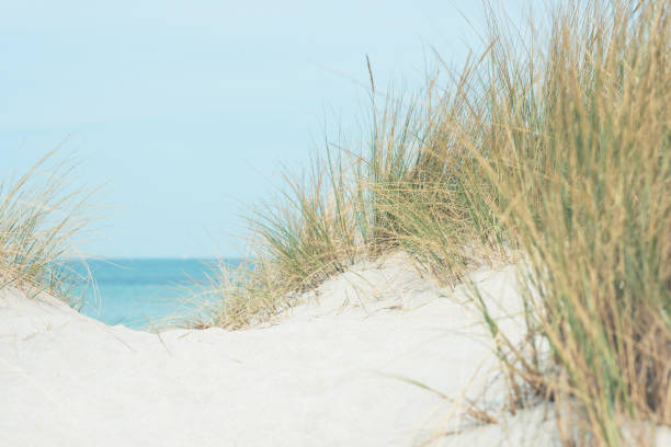 istock Baltic sea dunes over blue coastline background 1313505574