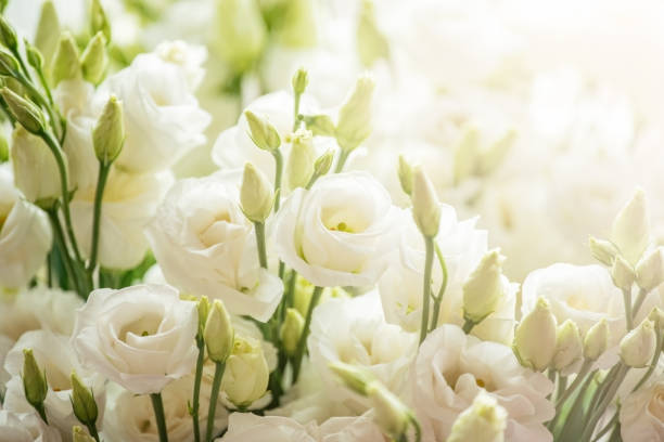 istock Beautiful eustoma flowers on white background. White Rose. 1313505579