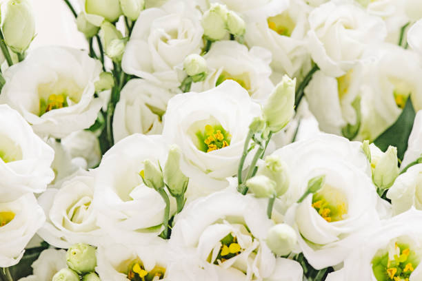 istock Beautiful eustoma flowers on white background. White Rose. 1313505582