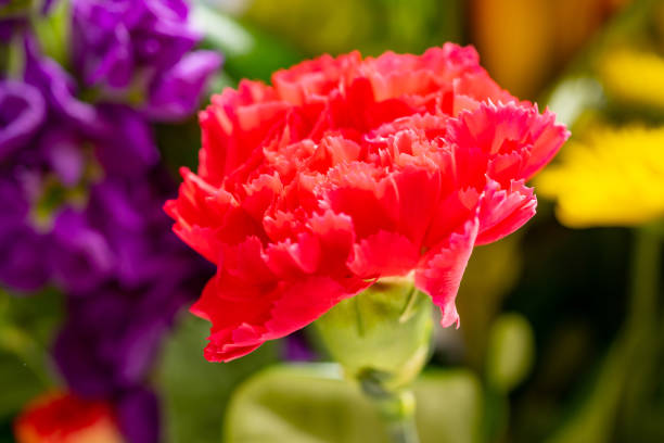 Beautiful red flower on blurry background