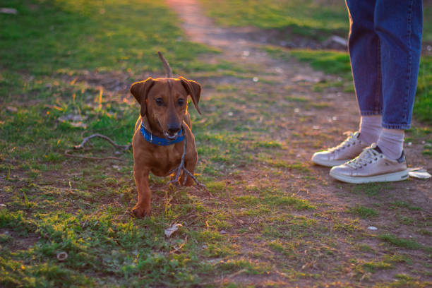 istock funny dog ​​playing with a stick 1313505886