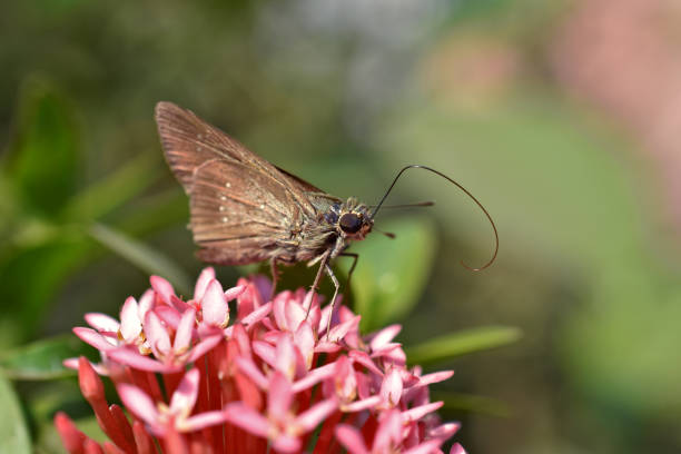 Skipper, Pelopidas mathias, dark small branded swift, small branded swift, lesser millet skipper or black branded swift butterfly is trying to feeding flower honey with proboscis on pink ixora flowers with blurry green background skipper, pelopidas mathias, pequeño y oscuro veloz de marca pequeña, pequeño patrón de mijo de marca rápida o mariposa rápida de marca negra está tratando de alimentar la miel de flores con proboscis en flores ixora rosadas con fondo verde borroso