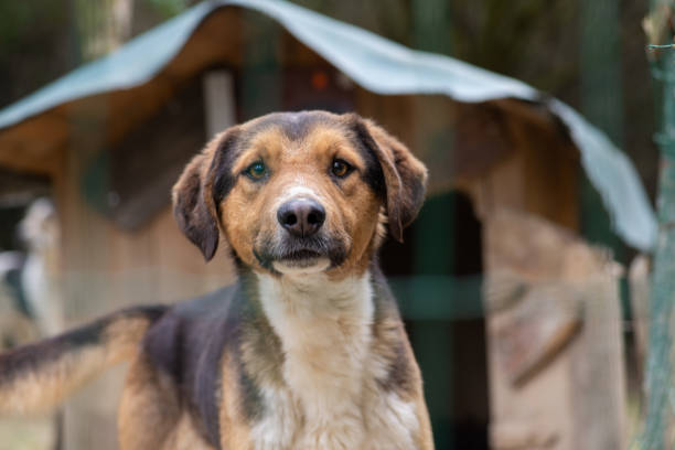 istock Shelter dog waiting to be adopted 1313506440