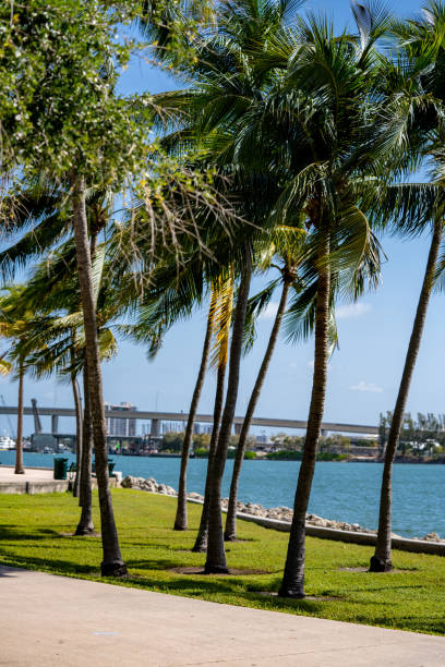 istock Palm tree park Downtown Miami FL 1313506646