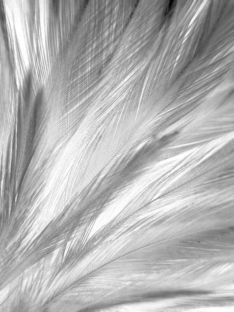 istock Beautiful abstract black feathers on white background and soft white feather texture on white texture pattern, dark theme wallpaper, gray feather background, gray banners, white gradient 1313506824
