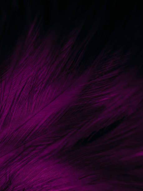 istock Beautiful abstract light pink feathers on white background,  white feather frame on pink texture pattern and pink background, love theme wallpaper and valentines day, white gradient 1313506848