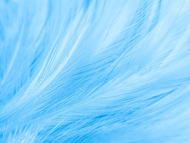 istock Beautiful abstract blue feathers on white background, white feather texture and blue background, feather wallpaper, blue texture banners, love theme, valentines day , gray gradient 1313506851