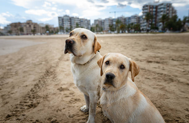 istock dogs enjoying a day at the beach 1313506854