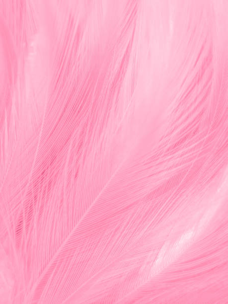 istock Beautiful abstract light pink feathers on white background,  white feather frame on pink texture pattern and pink background, love theme wallpaper and valentines day, white gradient 1313506869