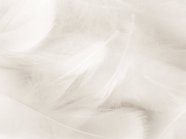 istock Beautiful abstract black feathers on white background and soft white feather texture on white texture pattern, dark theme wallpaper, gray feather background, gray banners, white gradient 1313506879