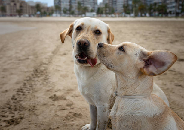 istock dogs enjoying a day at the beach 1313506892