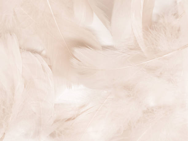 istock Beautiful abstract black feathers on white background and soft white feather texture on white texture pattern, dark theme wallpaper, gray feather background, gray banners, white gradient 1313506930