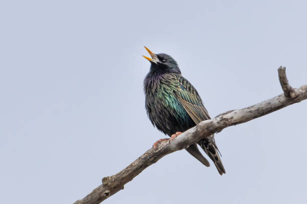 Common starling singing while perched on a tree branch early morning stock photo