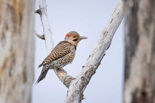 Male Northern Flicker bird trying to hide between tree branches