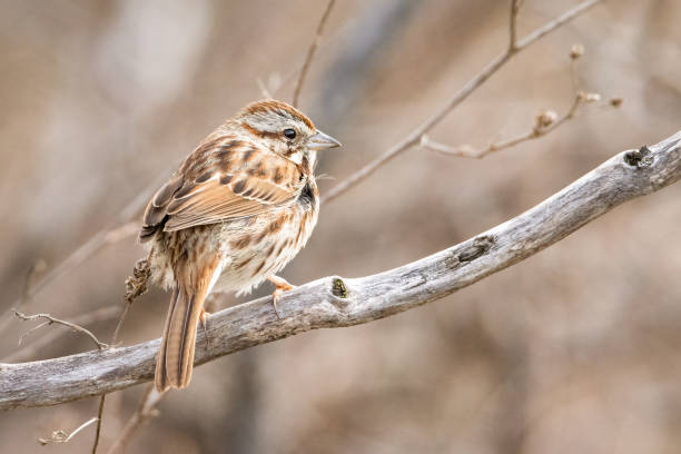 istock Small american sparrow perched on a tree branch early morning 1313506982