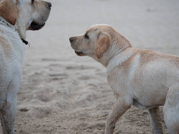 istock dogs enjoying a day at the beach 1313507029
