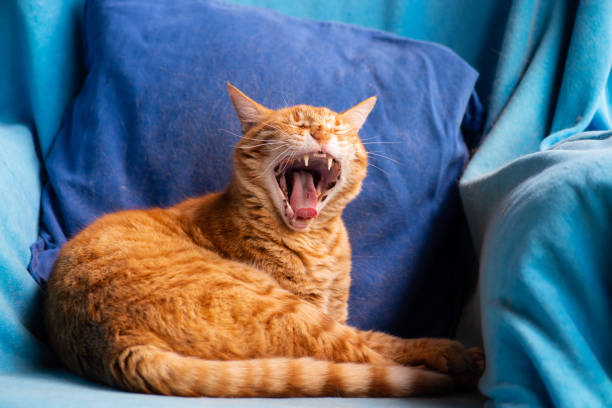 แมวได้รับความสะดวกสบายในบ้านใหม่ของเขา - แมวส้ม ภาพสต็อก ภาพถ่ายและรูปภาพปลอดค่าลิขสิทธิ์