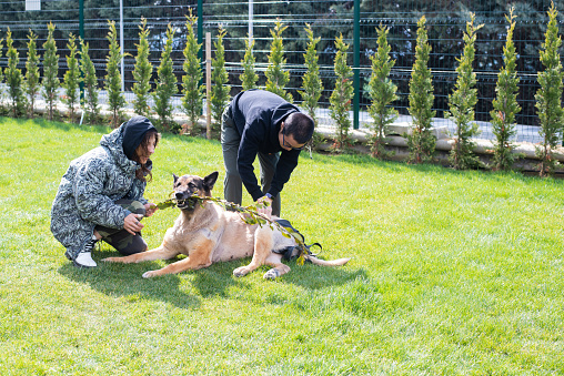 Two mid adults caring for their elderly german shepherd in the garden.
