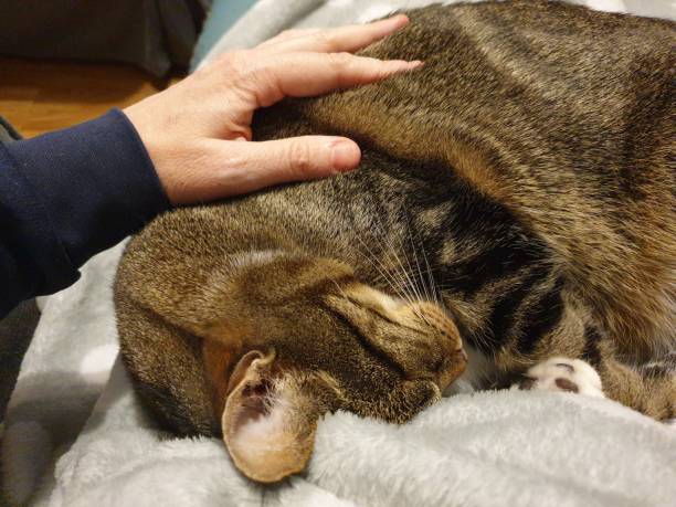 istock Cute tabby cat sleeping and her owner's hand is stroking the cat 1313508321