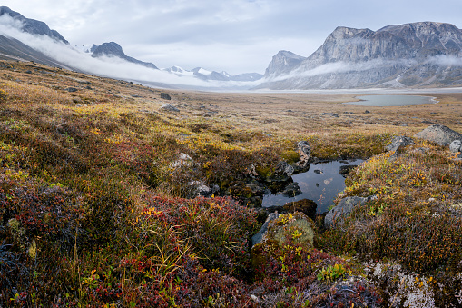 Rainy, hazy day in remote arctic valley of Akshayuk Pass, Baffin Island, Canada. Moss and grass in autumn colors, dramatic cliffs above the June Valley. Wild north.