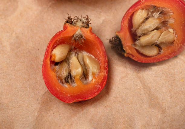 whole and cut rose hips on a paper background. Red berries with vitamin C