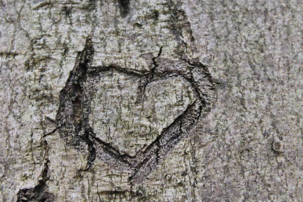 istock Heart in the forest 1313510768