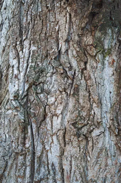 Photo of poplar.Relief texture of the brown bark of a tree .Tree bark texture. Relief creative texture of an old bark.