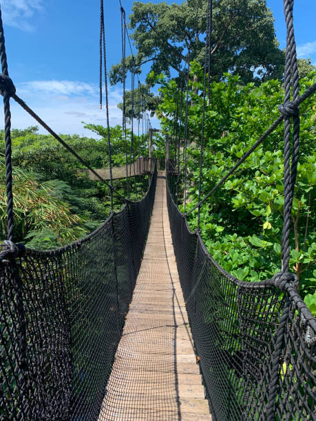 istock Canopy walk in Acrra Botanical Garden 1313513200
