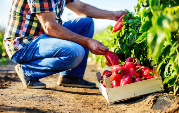 Gardening. Man picking paprika in the garden, close up photo. Agricultural concept stock photo