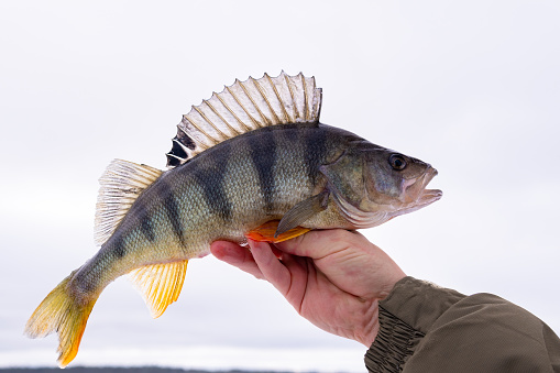 catch of perch on ice fishing. Freshly caught trophy snow background.