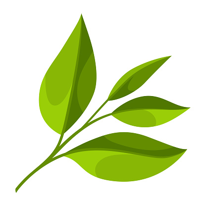 Illustration of tea leaf. Adversting icon or image for industry and business.