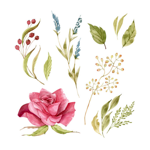 zestaw botaniczny z kwiatami akwarelowymi i roślinami wyizolowanymi na białym tle ręcznie malowanym - summer flower head macro backgrounds stock illustrations