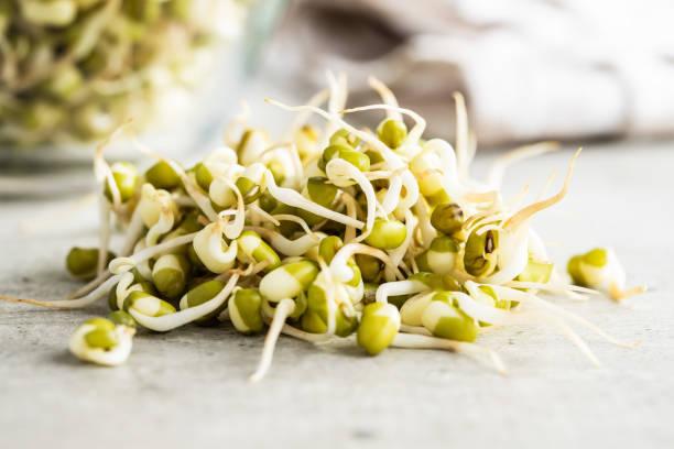 istock Sprouted green mung beans. Mung sprouts. 1313515854