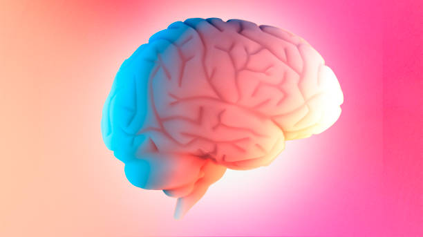 istock Brain potential. Ideas and innovation. Free your mind.Human anatomy and brain, side view. Neurons 1313515862