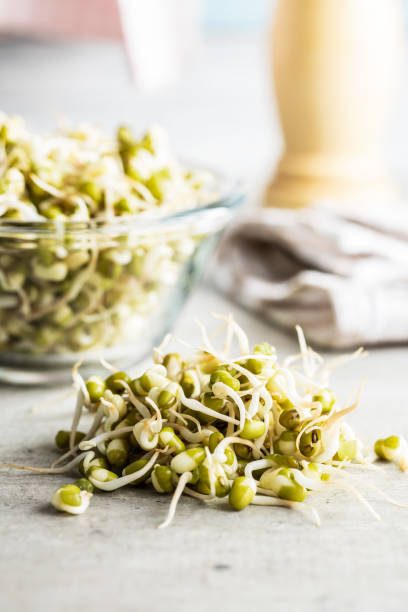 istock Sprouted green mung beans. Mung sprouts. 1313515863