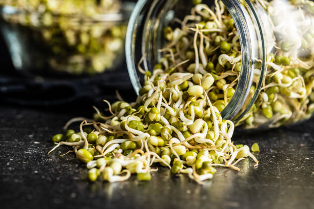 istock Sprouted green mung beans. Mung sprouts. 1313515899