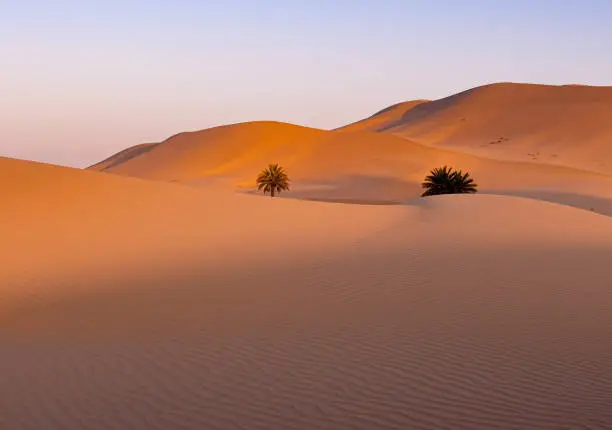 Photo of Sunset over desert dunes with trees