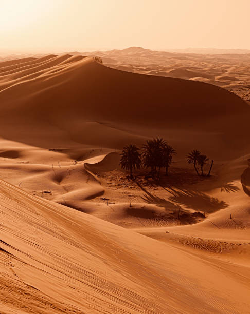 istock Oasis in the desert at sunset 1313517076