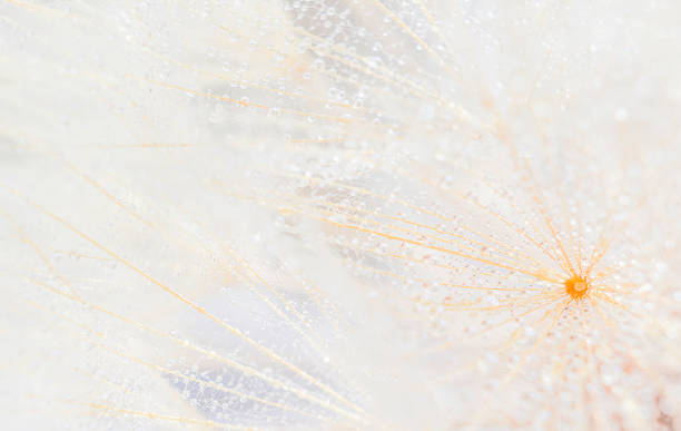 sfondo naturale con semi di tarassaco, sfondo chiaro - dandelion water dandelion seed dew foto e immagini stock