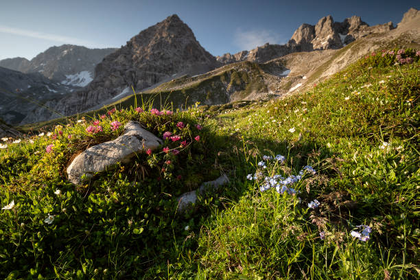 istock wildflowers blossoming in summer mountains, Austria 1313517978