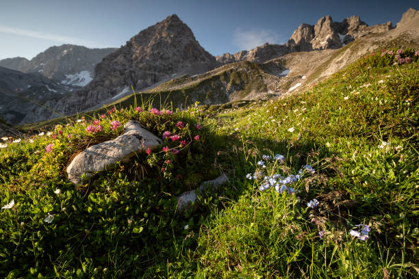 flores silvestres florescendo nas montanhas de verão, áustria - european alps tirol rhododendron nature - fotografias e filmes do acervo