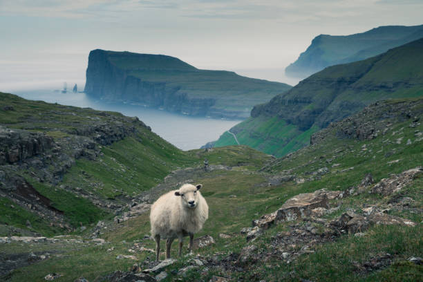 istock White sheepin front of coastline on Faroe Islands 1313519432