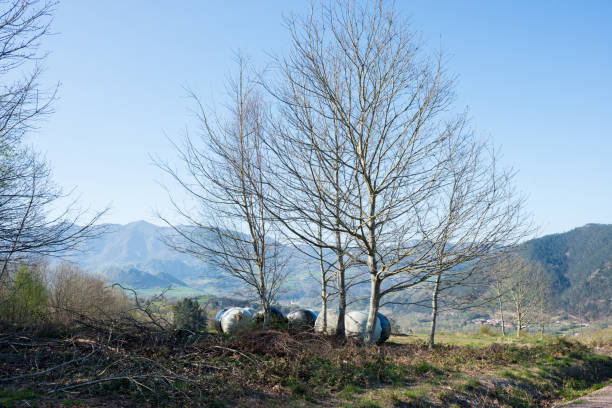 Beautiful landscape with trees and hay bales in springtime, sunny day. Mountains in the background.