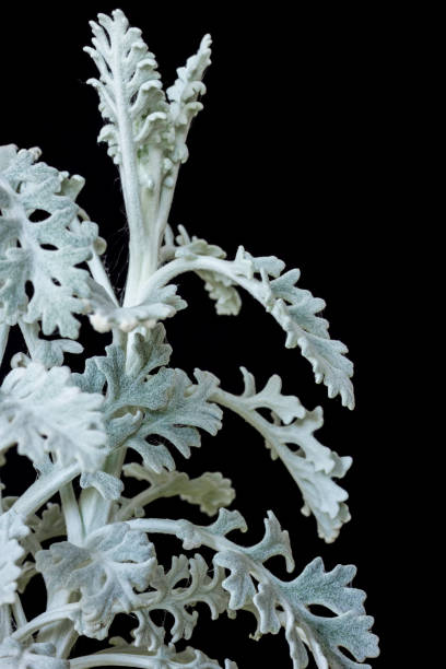 Silver ragwort Close-up shot of Silver Ragwort plant, also known as Jacobea maritima, isolated on a black background. cineraria maritima stock pictures, royalty-free photos & images