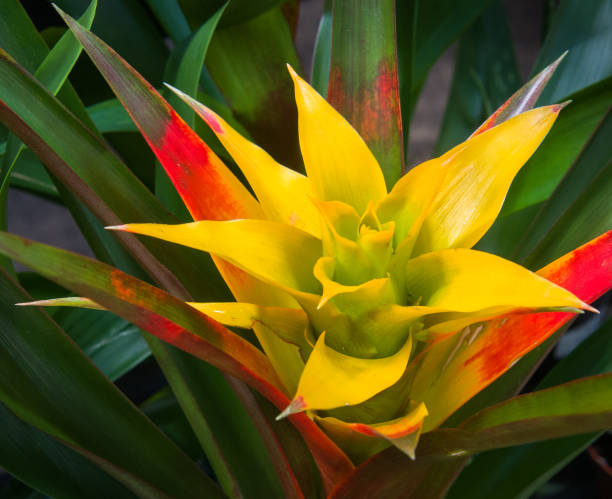 bromélia amarela - bromelia - fotografias e filmes do acervo